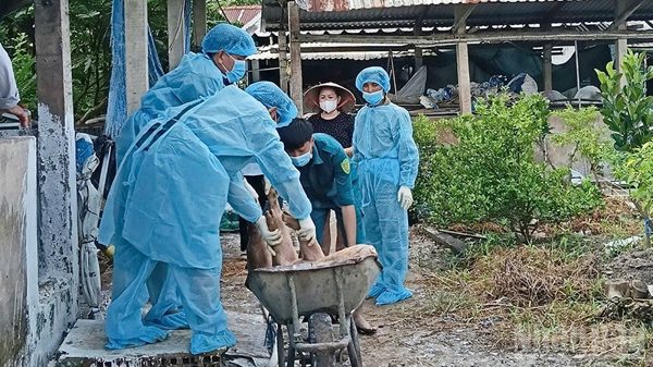 Vĩnh Long: Khẩn trương triển khai các biện pháp khoanh vùng, xử lý ổ dịch tả lợn châu Phi tại xã Phú Quới