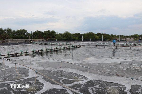 Vĩnh Long phát triển nuôi tôm công nghệ cao phục vụ xuất khẩu