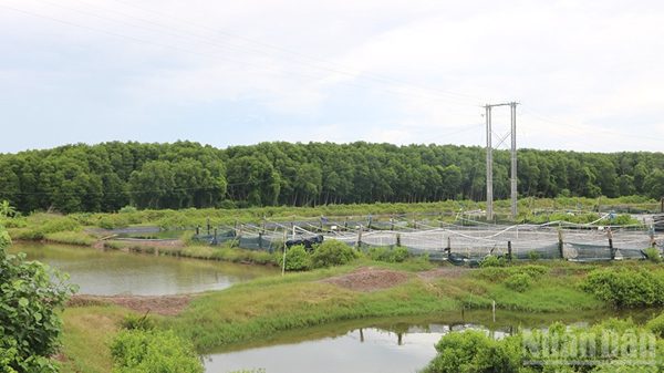 Vĩnh Long phục hồi hệ sinh thái rừng, gắn với phát triển du lịch