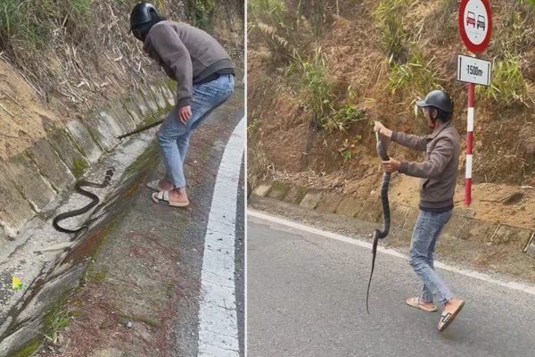 Vlogger săn bắt rắn hoang dã để quay video có bị xử phạt?