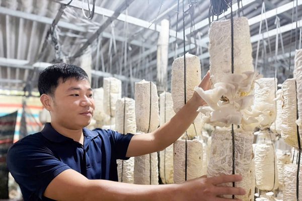 Vợ chồng 9X bỏ phố về quê trồng nấm, lãi khoảng 300 triệu đồng/năm