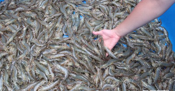 Vốn Hà Lan cho tôm miền Tây, tiền không thiếu nhưng cần 'chìa khóa'