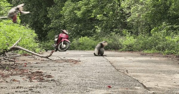 Voọc chà vá chân nâu đi trước 'canh đường' cho vợ con, clip hút 3,5 triệu lượt xem