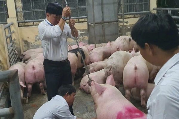 Vụ 10.000 tấn thịt heo nhiễm chất cấm: Nhiều hàng rào quản lý vẫn "bó tay"?