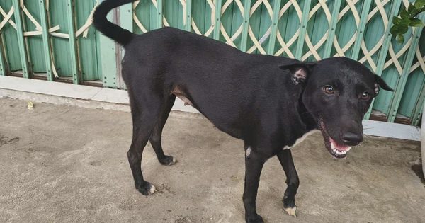 Vụ bé trai đi lạc ở Đắk Lắk có chú chó theo 'bảo vệ': Chú chó tên Đen được 2 năm tuổi