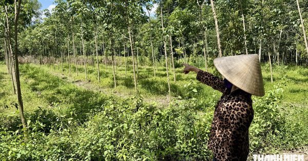 Vụ cấp nhầm sổ đất ở TP.HCM: Trả lại cũng không xong