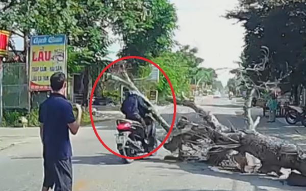 Vụ cây đổ đè chết người đi đường: Chặt cây phải có phương án đảm bảo an toàn