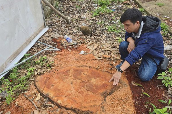 Vụ chặt hạ 15 cây xanh ở trụ sở xã: Sai quy trình nhưng không vụ lợi?