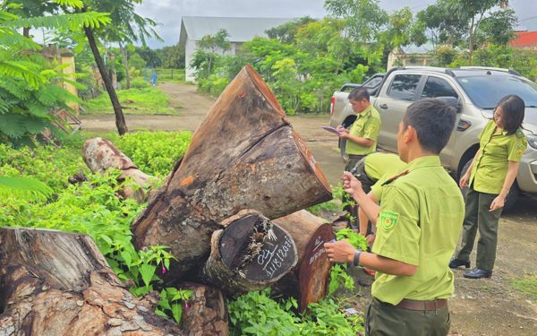 Vụ chặt hạ cây xanh tại Gia Lai: Chính quyền địa phương nêu lý do 'hiểu nhầm'