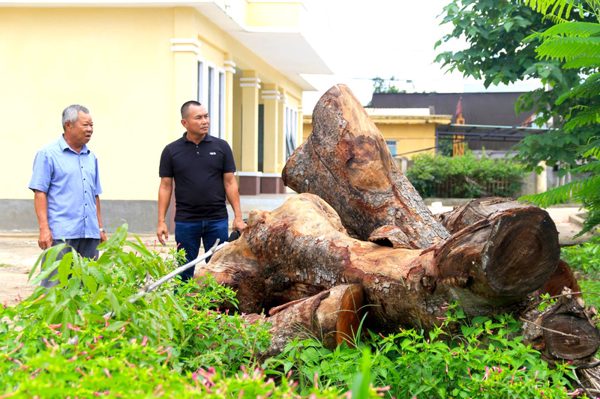 Vụ hàng cây xà cừ bị cưa hạ bất thường: Chủ tịch tỉnh Gia Lai chỉ đạo xử lý cá nhân liên quan