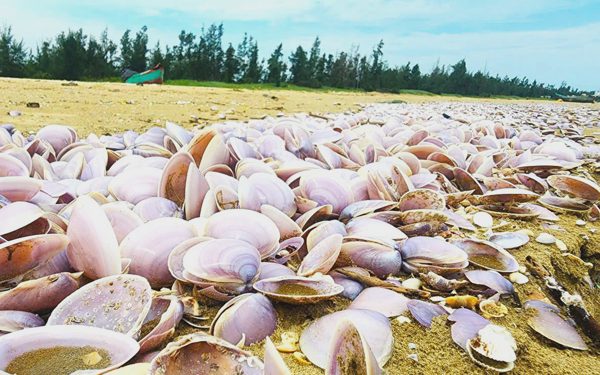 Vụ vỏ ngao tấp vào bờ dày đặc: Thuê thợ lặn ra biển lấy mẫu ngao còn sống để xét nghiệm