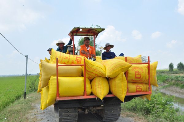 Vùng lúa sinh thái Tràm Chim: Gìn hệ sinh thái và bảo đảm sinh kế cho người dân