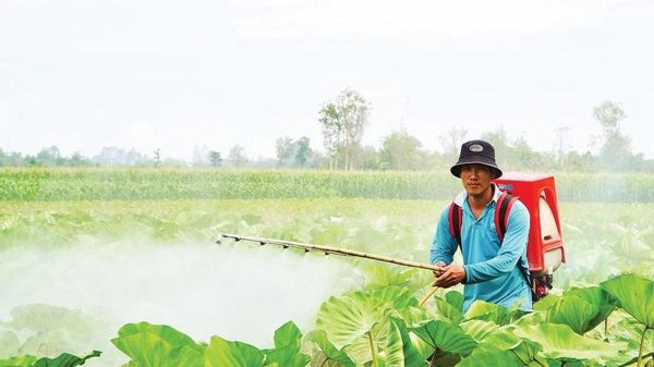 Vùng rau màu giữa mùa nước nổi