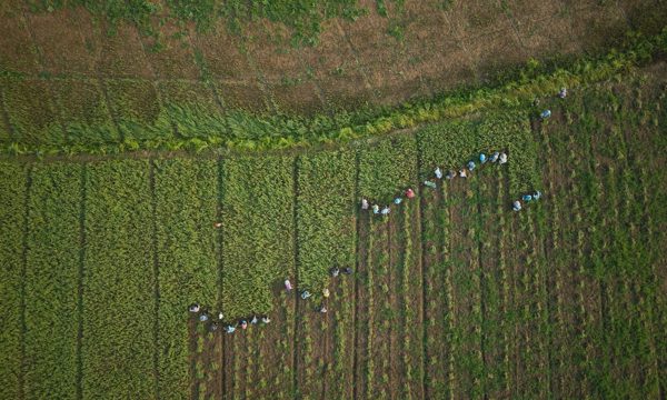 World Bank cảnh báo nguy cơ khủng hoảng lương thực toàn cầu