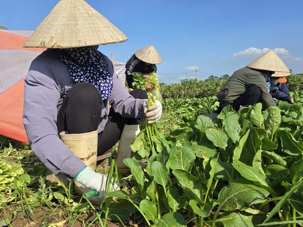 Xã đảo Minh Châu hướng tới vùng sản xuất nông nghiệp công nghệ cao
