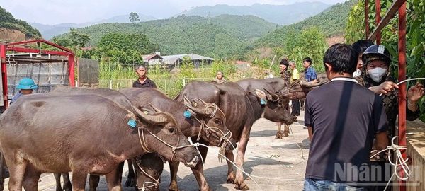 Xã Mỏ Vàng, tỉnh Lào Cai hỗ trợ sinh kế cho hộ nghèo