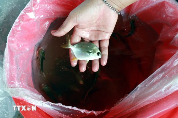 Xác định nguyên nhân cá chim nuôi lồng chết tại Khánh Hòa