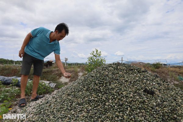 Xác ốc hương chất như núi, nhiều người mất hơn nửa tỷ đồng sau một đêm