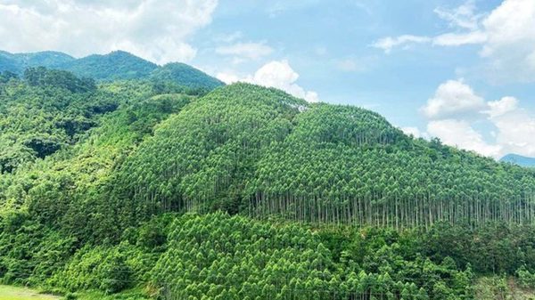Xây dựng ngành lâm nghiệp đa giá trị, phát triển bền vững