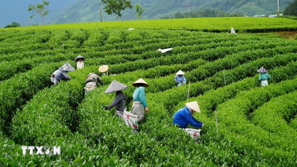 Xây dựng sản phẩm du lịch trải nghiệm đặc trưng gắn với không gian văn hóa trà