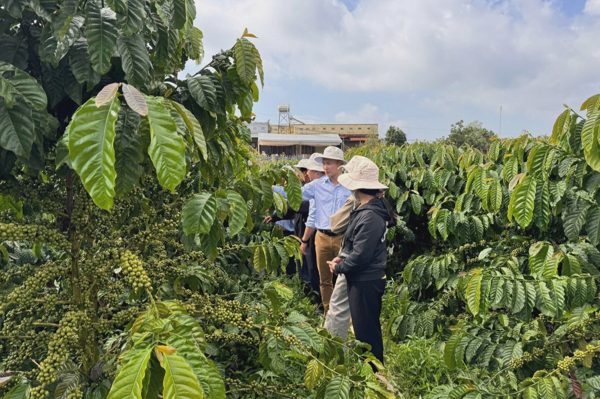 Xây nền tảng khoa học cho canh tác cà phê bền vững tại Việt Nam
