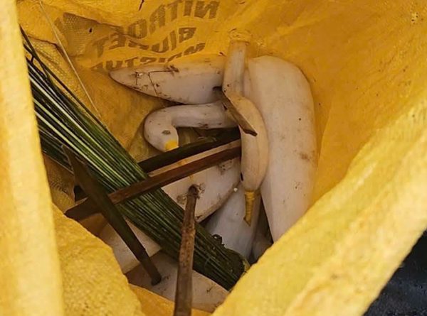 Xử lý thanh niên dùng súng cao su bắn cò trái phép trên cánh đồng ở Huế