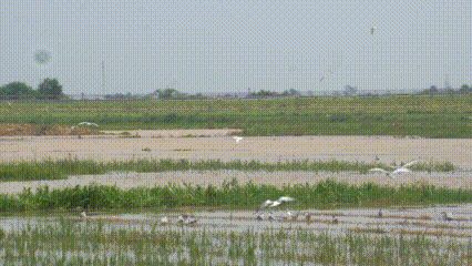 Xuất hiện hàng nghìn con 'chim lạ' sà xuống cánh đồng