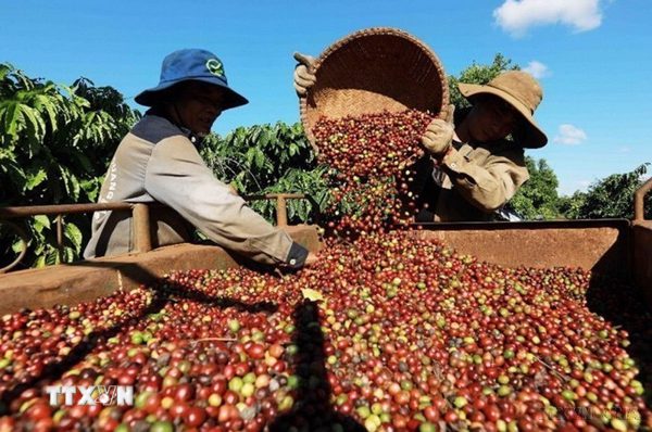 Xuất khẩu càphê vẫn chịu sức ép lớn từ giá