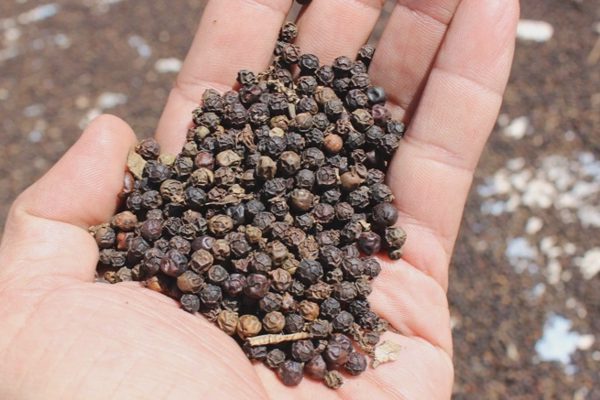 Xuất khẩu hồ tiêu thu về gần 1,4 tỷ USD trong 9 tháng
