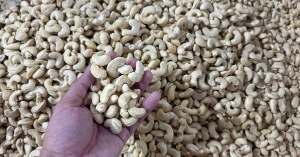 Xuất khẩu nhiều nhất thế giới, vì sao ngành điều Việt Nam vẫn bị ép giá?