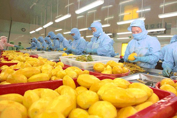 Xuất khẩu rau quả chế biến thu gần 1,4 tỷ USD