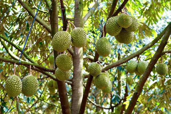 Xuất khẩu rau quả tăng tốc, sầu riêng hướng tới mốc 4 tỷ USD