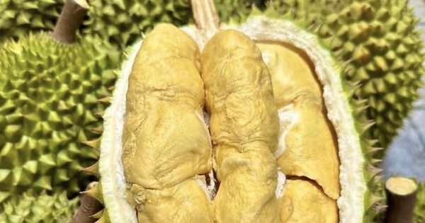 Xuất khẩu sầu riêng mang về 2,7 tỉ USD sau 8 tháng