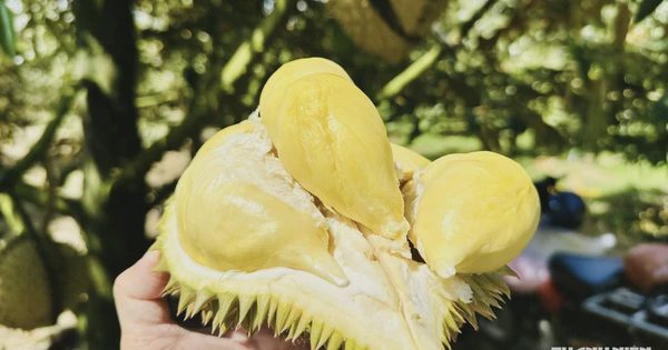 Xuất khẩu sầu riêng tăng mạnh