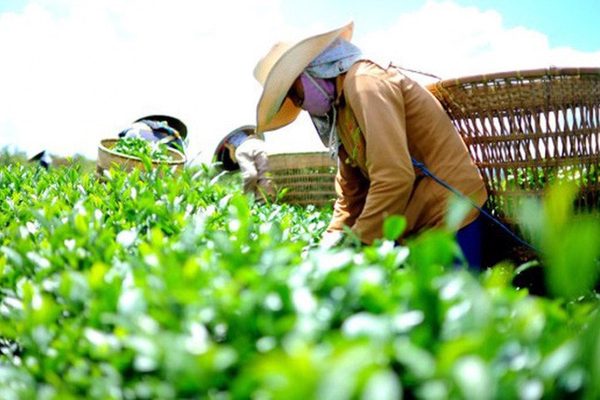 Xuất khẩu thanh long, chè, thủy sản trước loạt tiêu chuẩn mới